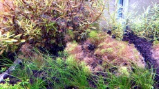 Myriophyllum Guyana