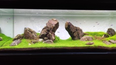 375l - Pierwsze Iwagumi -  fary85