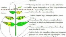 Dziury w liściach - hygrophila