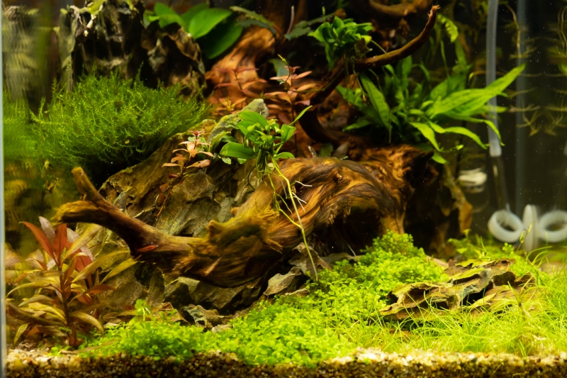 DSCF4372.jpg
