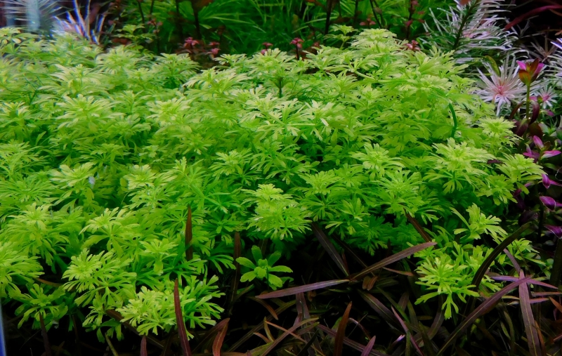 limnopgila guinea broad leaf.jpg