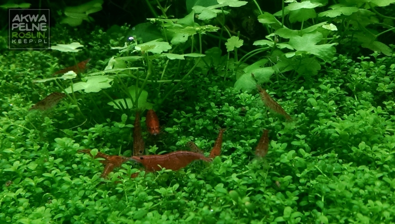 redcherry_akwapelenroslin.jpg