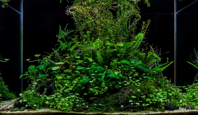 Mateusz-Salawa_Green_island.jpg