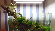 126l - Forest - joshua