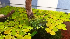 126l - Forest - joshua