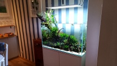 126l - Forest - joshua