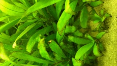 Hygrophila siamensis 53B
