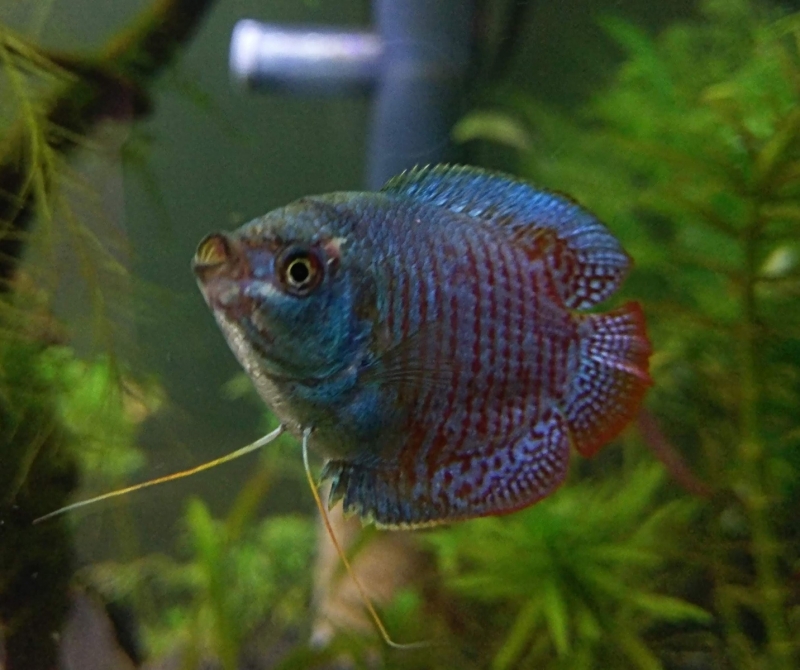 IMAG5527_2.jpg