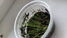 Nasionka Eleocharis parvulus