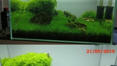 096l - Dragon Iwagumi - Mariusz Psuj
