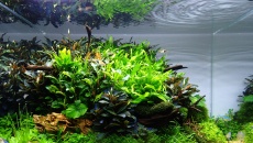 096l - Green Explosion - Mariusz Psuj
