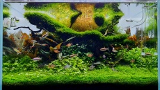 110l - Mark Goodwin (Tropica)