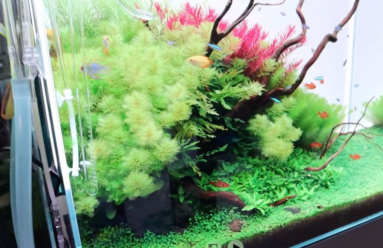 myriophyllum.jpg