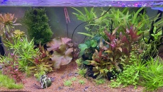 054l - Corydoras Oasis - Pescado