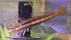 054l - Corydoras Oasis - Pescado
