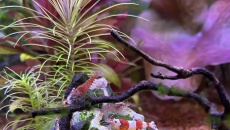 054l - Corydoras Oasis - Pescado
