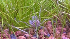 054l - Corydoras Oasis - Pescado