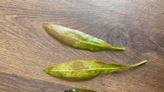 Pomocy
