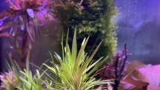 054l - Corydoras Oasis - Pescado