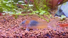 054l - Corydoras Oasis - Pescado