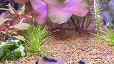 054l - Corydoras Oasis - Pescado