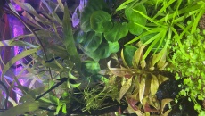 054l - Corydoras Oasis - Pescado