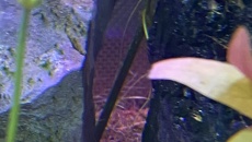 054l - Corydoras Oasis - Pescado