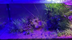 054l - Corydoras Oasis - Pescado