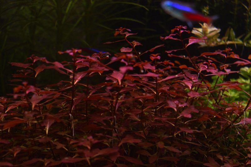 DSC_0567_00009.jpg