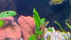Kryptokoryna viridifolia-problem:(