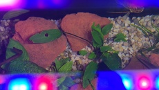 Kryptokoryna viridifolia-problem:(