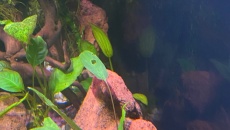 Kryptokoryna viridifolia-problem:(
