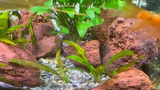 Kryptokoryna viridifolia-problem:(