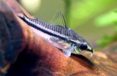 Corydoras pygmaeus - Kirysek Pigmej