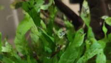 Problem z microsorium mini i windelov
