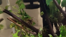 Problem z microsorium mini i windelov