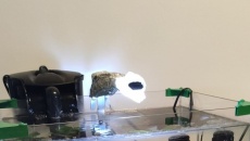 Problem z microsorium mini i windelov