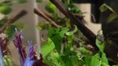 Problem z microsorium mini i windelov