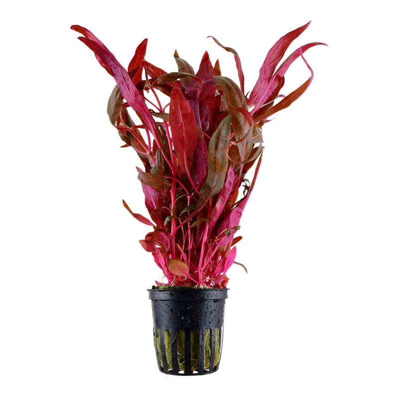 pink1.png