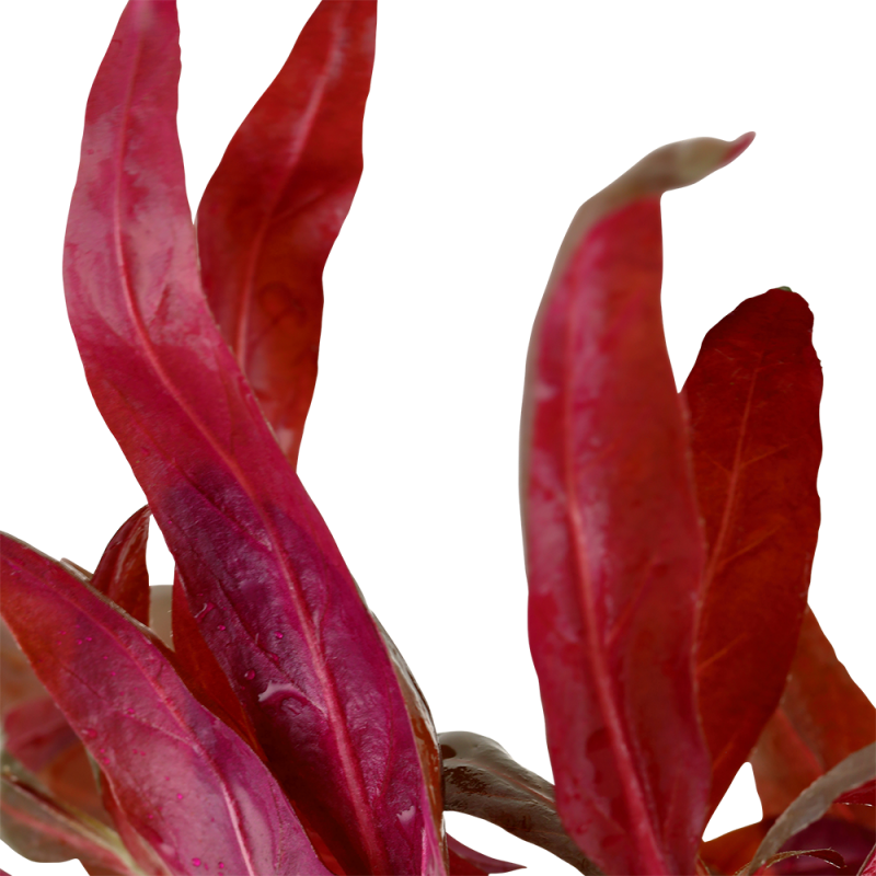pink2.png