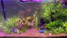 054l - Corydoras Oasis - Pescado