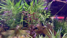 054l - Corydoras Oasis - Pescado