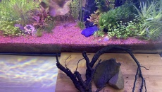 054l - Corydoras Oasis - Pescado