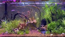 054l - Corydoras Oasis - Pescado