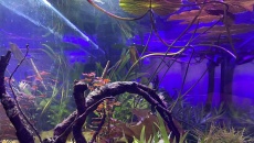 054l - Corydoras Oasis - Pescado