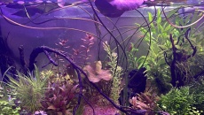 054l - Corydoras Oasis - Pescado