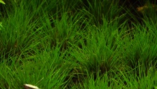 Eriocaulon Australia Red