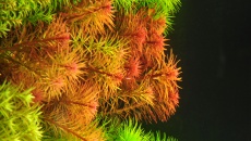 Ludwigia Pantanal