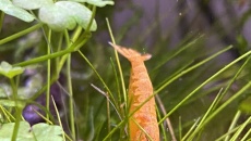 054l - Corydoras Oasis - Pescado