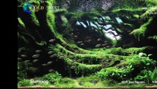 The International Aquatic Plants Layout Contest 2021